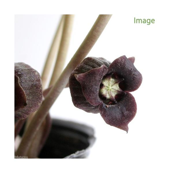 kotenplant　_gardening　育て方　育成方法　栽培方法　古典園芸　園芸　ガーデニング　山野草　盆栽　多年草　品種　種類　花　花苗　サイシン　細辛　カンアオイ　寒葵　アオイ　葵　ウマノスズクサ科　カンアオイ属　ウスバサイシン節...