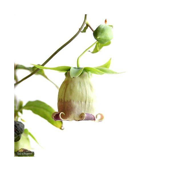 _gardening　ガーデニング　山野草　山菜　漢方薬　朝鮮人参　党参　トウジン　ジイソブ　Ｃｏｄｏｎｏｐｓｉｓ　ｌａｎｃｅｏｌａｔａ　20150928　MS　植物　植物生体　ガーデニング生体　育て方　育成方法　栽培方法　家庭菜園　キキョ...