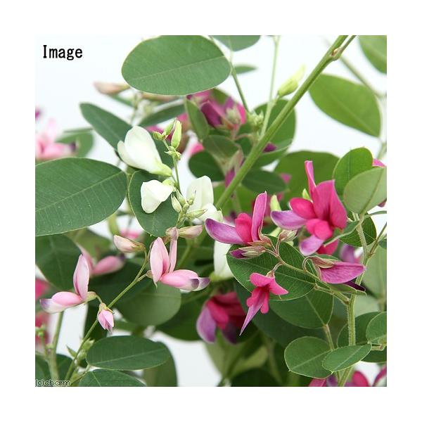 iR쑐j~́@nMij@i킨܂@R`SiP|bgjixԁj