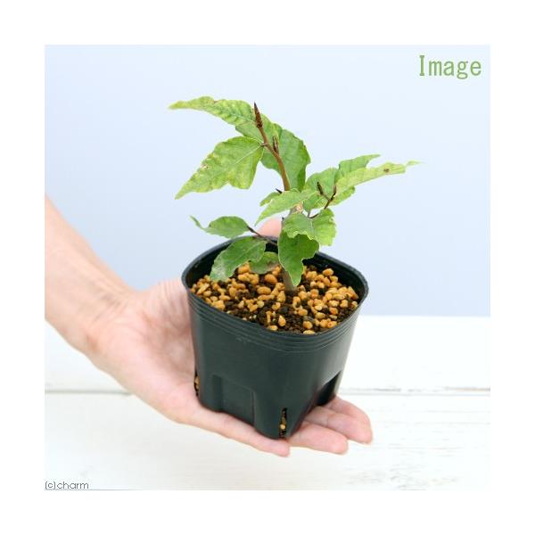 iR쑐j~́@ui̕c@RiP|bgjixԁj