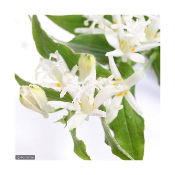 iR쑐jzggMXimCj@VoizggMXiԓmCj@RiP|bgjixԁj