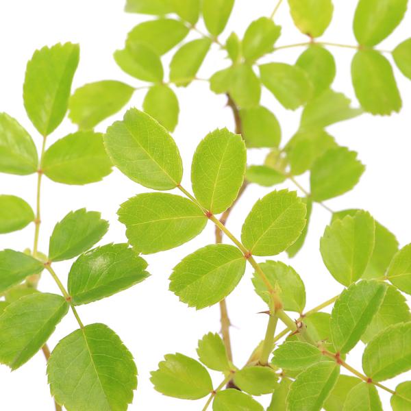 _aqua　◎　ガーデニング　海水　浜辺植物　海辺植物　照る葉　照葉野茨　テルハノイバラ　テリハノイバラ　ノイバラ　野茨　いばら　バラ科バラ属　Ｒｏｓａ　ｌｕｃｉａｅ　おまけ　おまけ付き　サンゴ砂　イノバラ　greepla10bai1406...