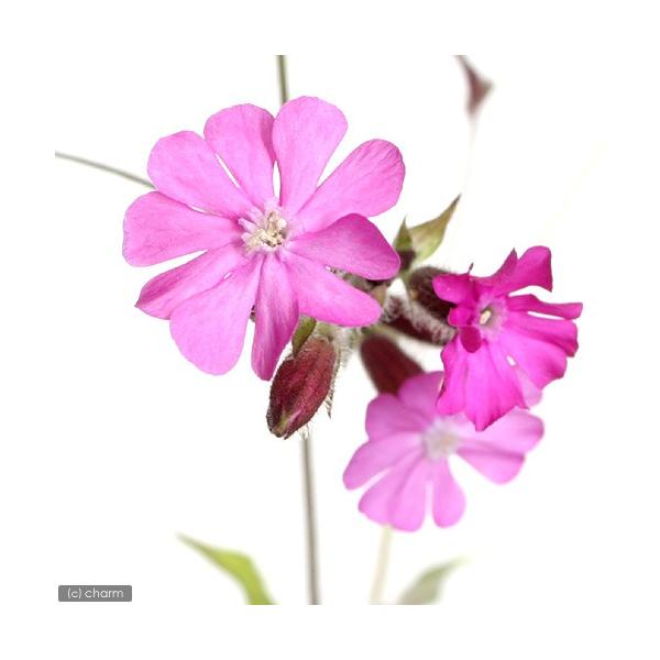 山野草 ナデシコ 撫子 フクロナデシコ シレネ ペンデュラ 袋撫子 ２ ５号 １ポット 休眠株 チャーム Charm ヤフー店 通販 Yahoo ショッピング