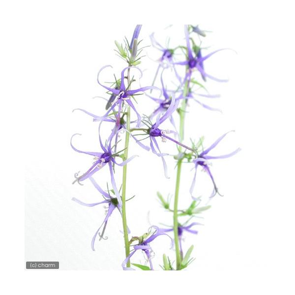 iR쑐jVWiQjVfVWil荹QjRiP|bgjixԁj