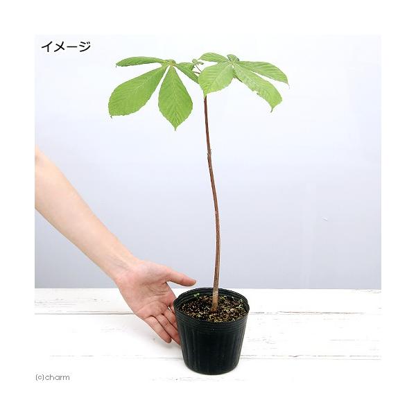 iR쑐j~́@g`mL̕ciȂ̖؁j@c@S`iP|bgj