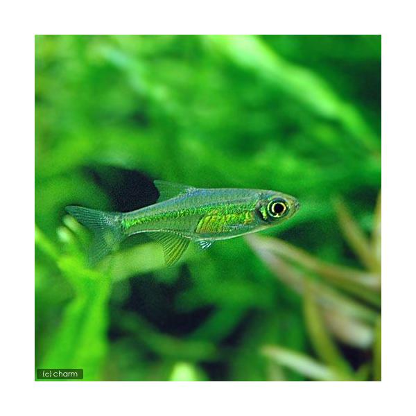 _aqua　熱帯魚・エビ他　コイ　ラスボラ等　ミクロラスボラ系　ミクロラスボラブルーネオン　４匹　fish_database　Ｍｉｃｒｏｄｅｖａｒｉｏ　Ｍｉｃｒｏｒａｓｂｏｒａ　ｋｕｂｏｔａｉ　小型種　cool　coolfish_netta...