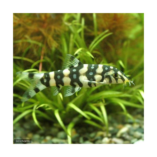 PF_SPQ　熱帯魚・エビ他　ローチの仲間　ドジョウ系　アンジェリカス・ボーシャ　１匹　fish_database　コイ　ラスボラ等　ローチ・ボーシャ　ビギナーにオススメ　Ｂｏｔｉａ　ｋｕｂｏｔａｉ　fs13cd_three　kaijyo　...