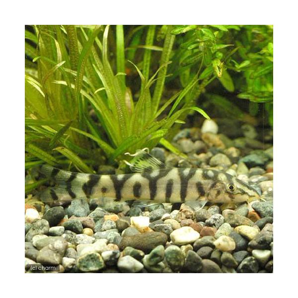 _aqua　熱帯魚・エビ他　ローチの仲間　ドジョウ系　パキスタン・ローチ　２匹　fish_database　コイ　ラスボラ等　ローチ・ボーシャ　ビギナーにオススメ　Ｂｏｔｉａ　ａｌｍｏｒｈａｅ　ｌｏｈａｃｈａｔａ　淡水生体　tcioio　a...