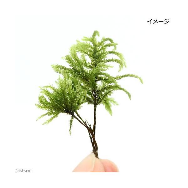 PF_SPQ　line2462terarium　_gardening　ガーデニング　観葉植物　苔　all_plants　両爬向き植物　ビバリウム　アクアテラリウム　パルダリウム　Thamnobryum　subseriatum　植物　植物生体...