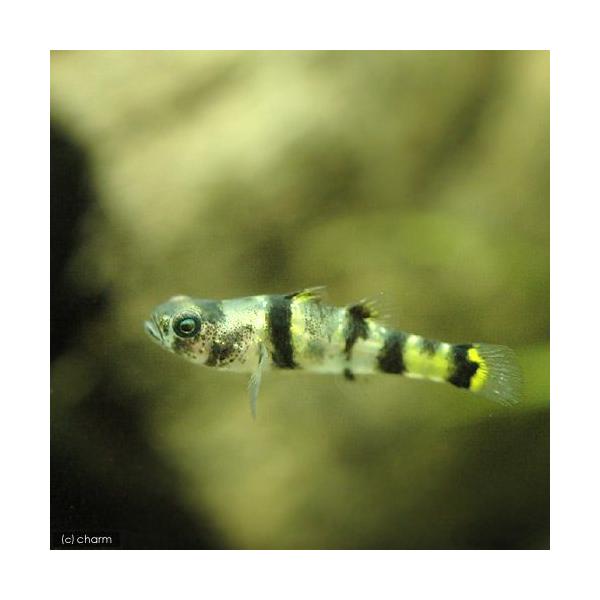 PF_SPQ　_aqua　熱帯魚・エビ他　ハゼ・ゴビーの仲間　フレッシュウォーター・バンブルビーフィッシュ　４匹　fish_database　ハゼの仲間　フレッシュウォーターバンブルビーゴビー　Ｂｒａｃｋｙｇｏｂｉｕｓ　ｘａｎｔｈｏｍｅｌａ...