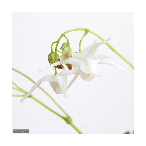 _gardening　ガーデニング　山野草　all_plants　Ｅｐｉｍｅｄｉｕｍ　ｇｒａｎｄｉｆｌｏｒｕｍ　ｖａｒ．　thunbergianum　三枝九葉草　植物　植物生体　ガーデニング生体　20160404　ＭＳ　育て方　育成方法　栽...