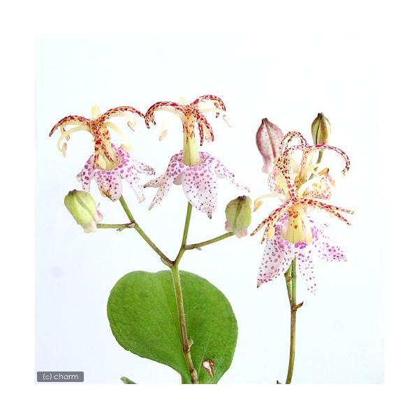 iR쑐jzggMXimCj@}zggMXiRmCj@RiP|bgjixԁj