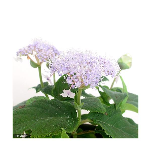 iR쑐j~́@^}AWTCiʎzԁj@RiP|bgjixԁj