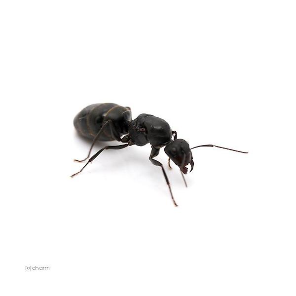 （昆虫）クロオオアリ　女王（１匹）　蟻　アリ