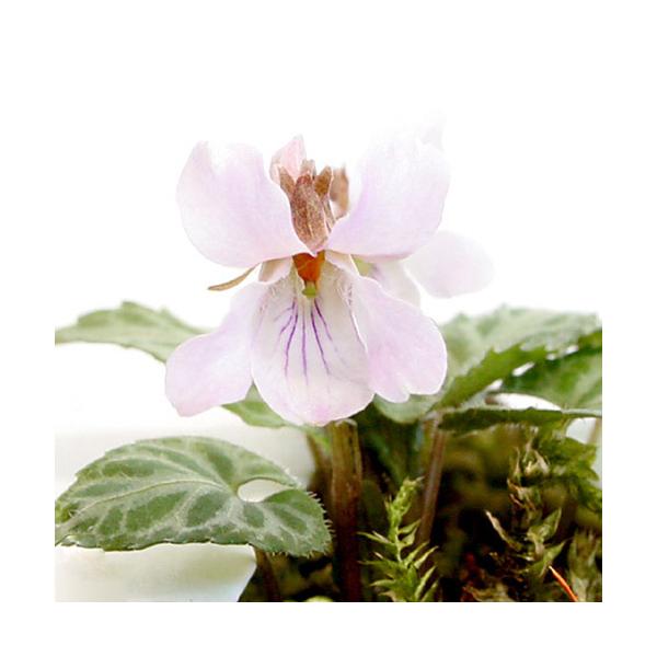 iR쑐jX~i俁jqiX~i俁jQDT`RiP|bgjixԁj