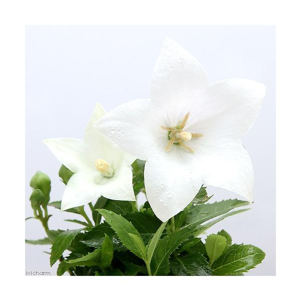 iR쑐jLLEij[j@ԋj[@R`RDTiP|bgjixԁj