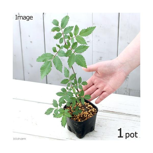 iR쑐j~́@iiJ}h̕ci}jRiP|bgj