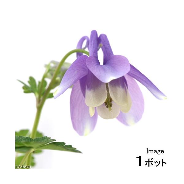 _gardening　ガーデニング　山野草　キンポウゲ　ミヤマオダマキ　Ａｑｕｉｌｅｇｉａ　ｆｌａｂｅｌｌａｔａ　ｖａｒ．　ｐｕｍｉｌａ　20170428　ＭＳ　植物　植物生体　ガーデニング生体　育て方　育成方法　栽培方法　bnr_hrgm...