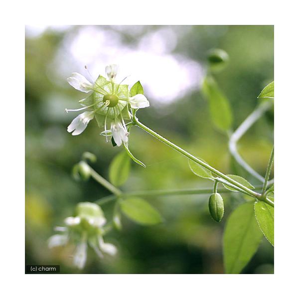 _gardening　山野草　ナデシコ　ツルセンノウ　蔓仙翁　ガーデニング　花　苗　Ｃｕｃｕｂａｌｕｓ　ｂａｃｃｉｆｅｒ　ｖａｒ．　ｊａｐｏｎｉｃｕｓ　植物　植物生体　ガーデニング生体　育て方　育成方法　栽培方法　20170620　ＮＴ　Ｙ...