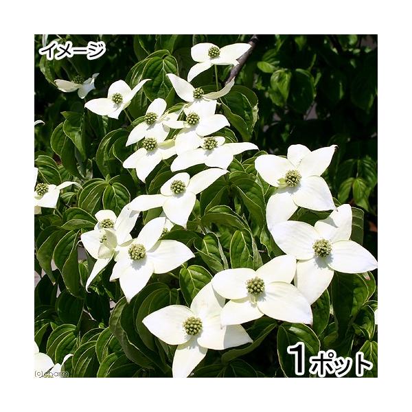 盆栽 ヤマボウシの苗 山法師 ３号 １ポット 実生苗 Buyee Buyee Japanese Proxy Service Buy From Japan Bot Online