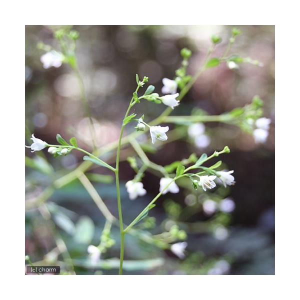 iR쑐j}cJ[\EijRiP|bgjixԁj