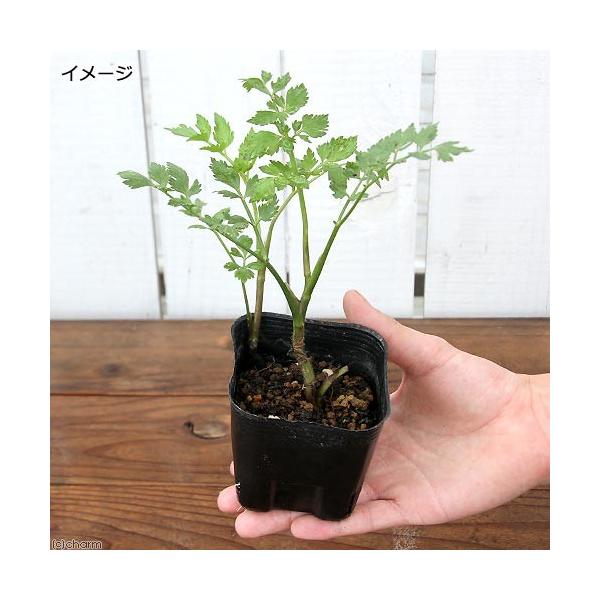 _gardening　Ｏｅｎａｎｔｈｅ　ｊａｖａｎｉｃａ　山菜　ビオトープ　水辺植物　水生植物　ガーデニング　セリ科セリ属　all_plants　20110320　両爬向き植物　山野草　sanyasou140619　植物　植物生体　ガーデニ...