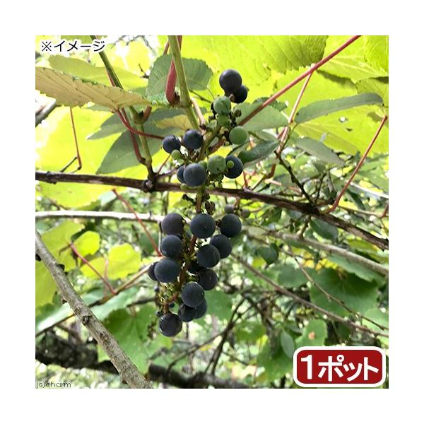 iR쑐j~́@}uhEiRj̕c@RiP|bgjixԁj