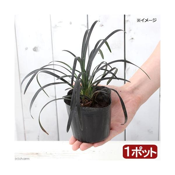 _kame　_hachu　_gardening　ガーデニング　山野草　NT　20171022　リュウノヒゲ　sanya_hachi_gar　植物　植物生体　ガーデニング生体　育て方　育成方法　栽培方法　グランドカバー　グラウンドカバー　ＹＭ...