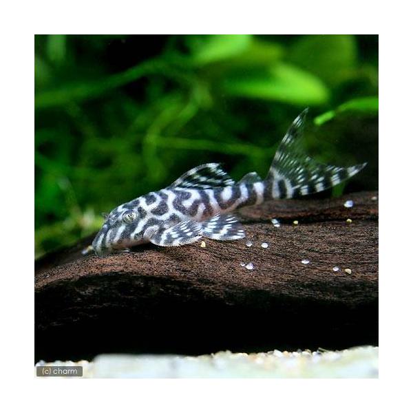 PF_SPQ　sfset　_aqua　熱帯魚・エビ他　プレコ　タイガー・ペコルティア系　キングタイガーペコルティア　キングロイヤルペコルティア　sサイズ　ブリード　キンペコ　１匹　Ｌ０６６　Ｌ３３３　Ｈｙｐａｎｃｉsｔｒｕs　sｐ．　fis...