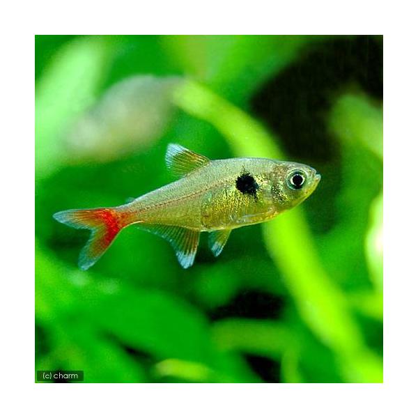 PF_SPQ　熱帯魚・エビ他　カラシン　テトラ等　南米産　小型種　ハイフェソブリコン　ファントム系　レッドテール・イエローファントムテトラ　４匹　fish_database　ビギナーにオススメ　レッドテールロゼウステトラ　trfish　_f...