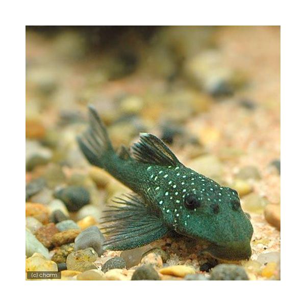 熱帯魚 ブルーフィン プレコ ｓサイズ １匹 北海道航空便要保温 Buyee Buyee Japanese Proxy Service Buy From Japan Bot Online