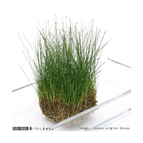 熱帯魚　_aqua　売れ筋水草　水草　前景草　草原のような　お勧め前景草　束単品　ヘアーグラスショートはこちら　all_plants　hairshort_matome　水上葉_前景草　ninki_plants　hairshort　wp_ky...