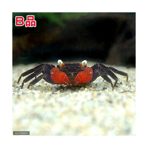 PF_SPQ　_aqua　_insect　熱帯魚・エビ他　ザリガニ・その他生体　レッドデビル・クラブ　１匹　rep_etc　ドワーフクラブ　スラウェシシュリンプ　バンパイアクラブレッド　Ｇｅｏｓｅｓａｒｍａ　ｓｐ．　Ｌｅｐｉｄｏｔｈｅｌｐｈ...