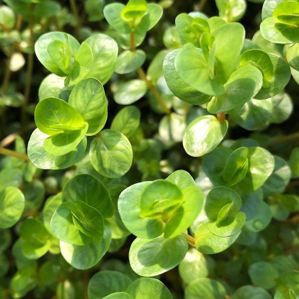 PF_SPQ　Rotala_dyforia　熱帯魚　_aqua　Rotala　rotundifolia　水草　後景草　赤い　水草赤い　ロタラロトンディフォリアはこちら　水上葉_ロタラ　wp_kywrd　qvJZ_8tghSp　rotara1...