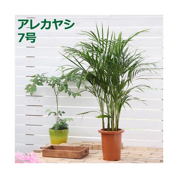 メーカー：■ ガーデニング　観葉植物　アレカヤシ　チャメヤシ　20130530　ＨＴ　育て方　育成方法　栽培方法　recommend_plant_series　y11m08　releaseplnt　toukihassouhuka