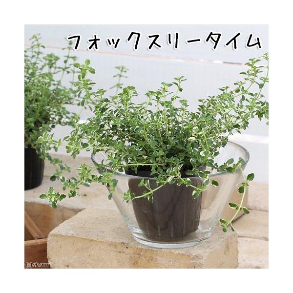_gardening　ガーデニング　ハーブ　苗　タイム　20130530　ＨＴ　育て方　育成方法　栽培方法　観葉植物　opa2_delete　herb2022　y13m05　pus2504leaf06　toukihassouhuka