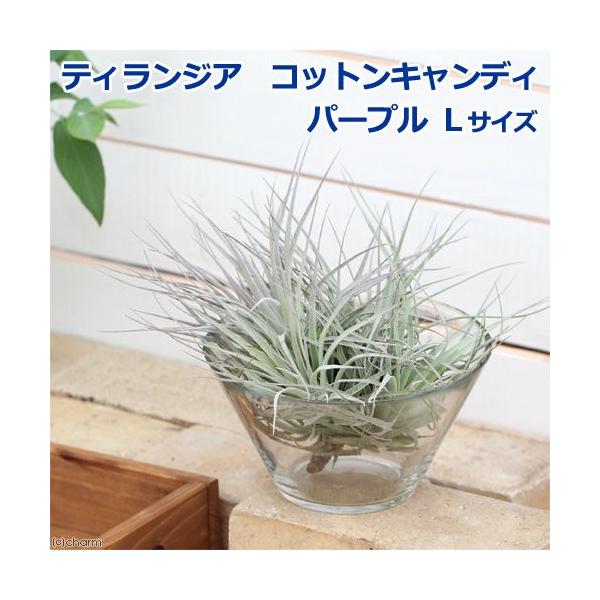 観葉植物 エアープランツ ティランジア コットンキャンディ パープル クランプ １株 Buyee Buyee 日本の通販商品 オークションの代理入札 代理購入