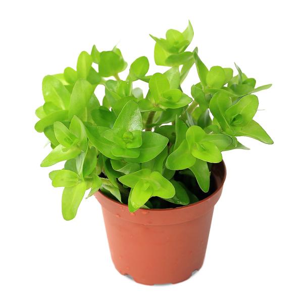 PF_SPQ　熱帯魚　_wp　_aqua　有茎　ア行　Bacopa　水草　鉢植え水草　iuguse8　water_Bacopa　水上葉_バコパ　wp_kywrd　wptop7_1810173wptop200318　point5wplants...