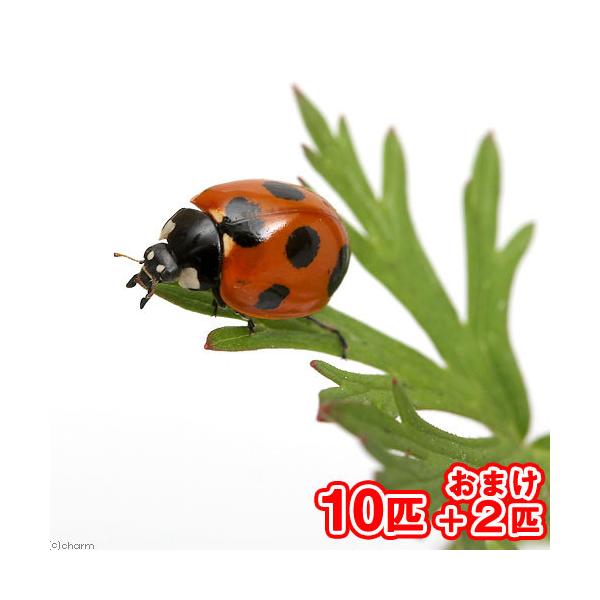 昆虫）ナナホシテントウムシ（ななほしてんとうむし）成虫 WD（10