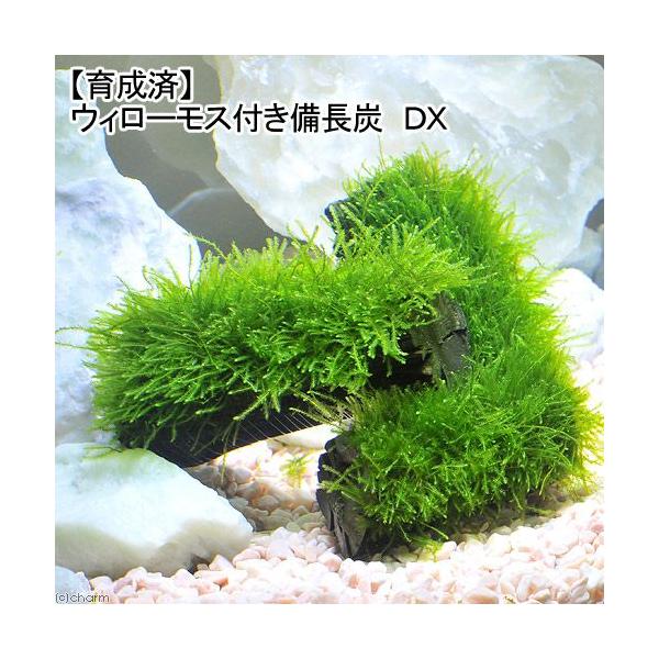 PF_SPQ　熱帯魚　_aqua　ウィローモス特集　ＣＯ２なしでも育つ水草　水草　モス／シダ付流木　all_plants　ウィローモス　wp_kywrd　炭素材はこちら　notco2_wp　しだ　羊歯　47house　catmossrais...