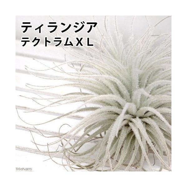 _interior　インテリア　インテリア・雑貨　ガーデニング　観葉植物　園芸　ビバリウム　アクアテラリウム　パルダリウム　両爬向き植物　パイナップル科　ハナアナナス属　着生植物　エアブロメリア　エアプランツ　ティランジア　チランジア　Ti...