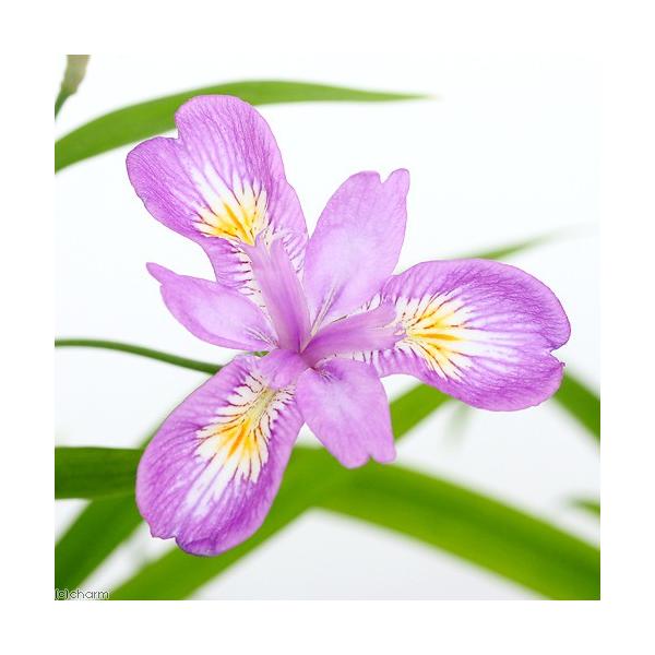 _gardening　ガーデニング　花　苗　アヤメ　ヒメシャガ　姫しゃが　20150221　ＮＴ　植物　植物生体　ガーデニング生体　育て方　育成方法　栽培方法　bnr_hrgmgr　opa2_delete　pointrk51004seita...