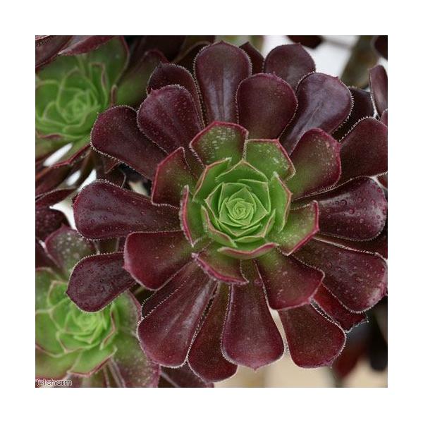 iAjAGIjE@@tiNzEVj@UiPj