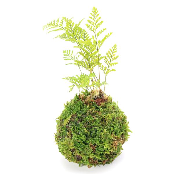 観葉植物　_gardening　ガーデニング　園芸　山野草　盆栽　ビバリウム　アクアテラリウム　パルダリウム　着生シダ　シノブ科シノブ属　キクシノブ属　ダバリア　Humata　tyermannii　Davallia　mariesii　常緑多...