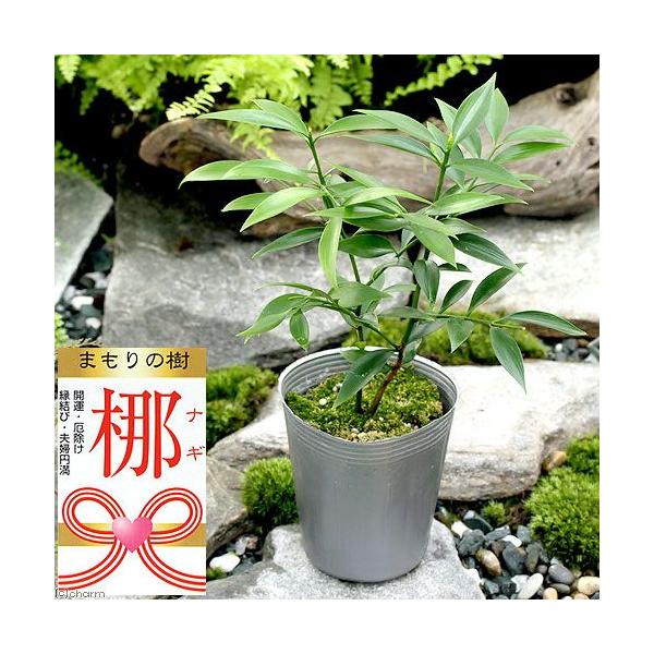 _hachu　_kame　ガーデニング　観葉植物　苗　山野草　木　ナギ　ポドカムブス　20130801　HT　縁起樹　縁起木　osyougatu_plants　osyougatu_item　_gardening　greepla10bai14...