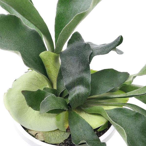 観葉植物 5号 コウモリラン 観葉植物の人気商品 通販 価格比較 価格 Com