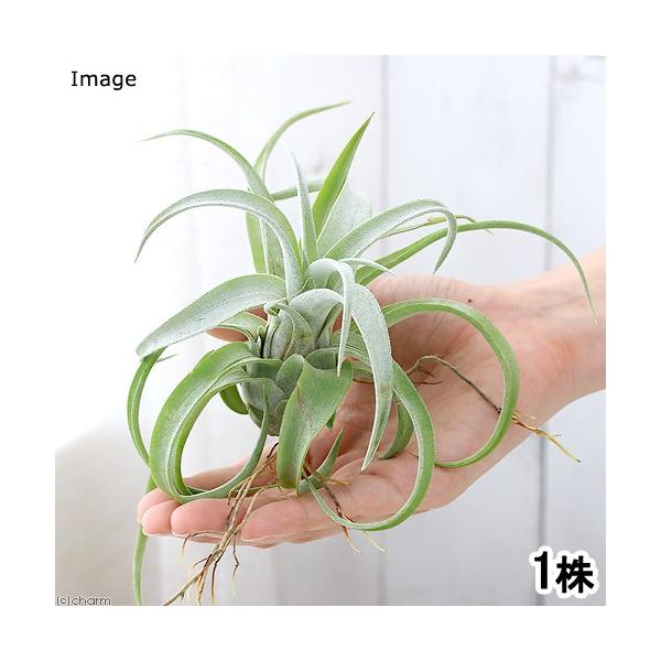 チランジア パチャラロージーチャーム chanet_179989