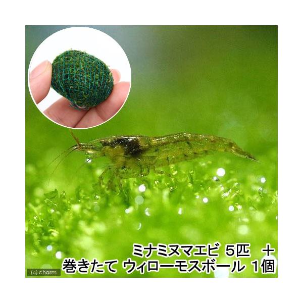 _aqua　ウィローモス特集　活着する水草　コケの仲間　ボール各種　ボール・タイル水草　ボール状はこちら　ウィローモスはこちら　ウィローモスボールはこちら　小型水槽用水草　zeoliteB　水草　コケ　モス類　ウィローモス　エビが喜ぶアクセ...