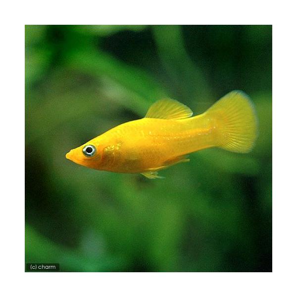 PF_SPQ　muryotassei_900_999　_aqua　熱帯魚・エビ他　プラティ・卵胎生メダカ　ソードテール・モーリー　ブラッドオレンジ・モーリー　５匹　fish_database　メダカの仲間　ビギナーにオススメ　Ｐｏｅｃｉｌｉ...