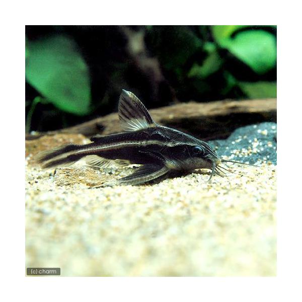 PF_SPQ　_aqua　熱帯魚・エビ他　ナマズの仲間　ストライプ・トーキングキャット　１匹　fish_database　ビギナーにオススメ　その他の熱帯魚　Ｐｌａｔｙｄｏｒａｓ　ｃｏｓｔａｔｕｓ　ストライプラファエル　チョコレートドラス　...